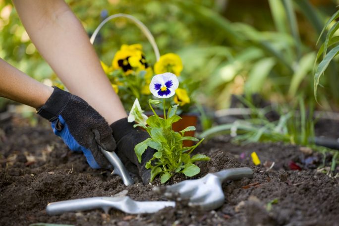 Close-up of hands planting pansies in soil, with gardening tools nearby.